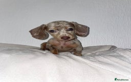 Dachshund dogs for sale: Dachshund  - Image 2