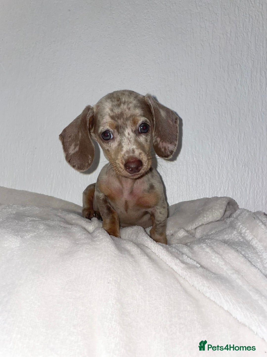 Dachshund dogs for sale: Dachshund  - Image 2