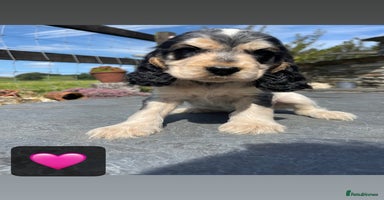 Cocker Spaniel dogs - Advert 13