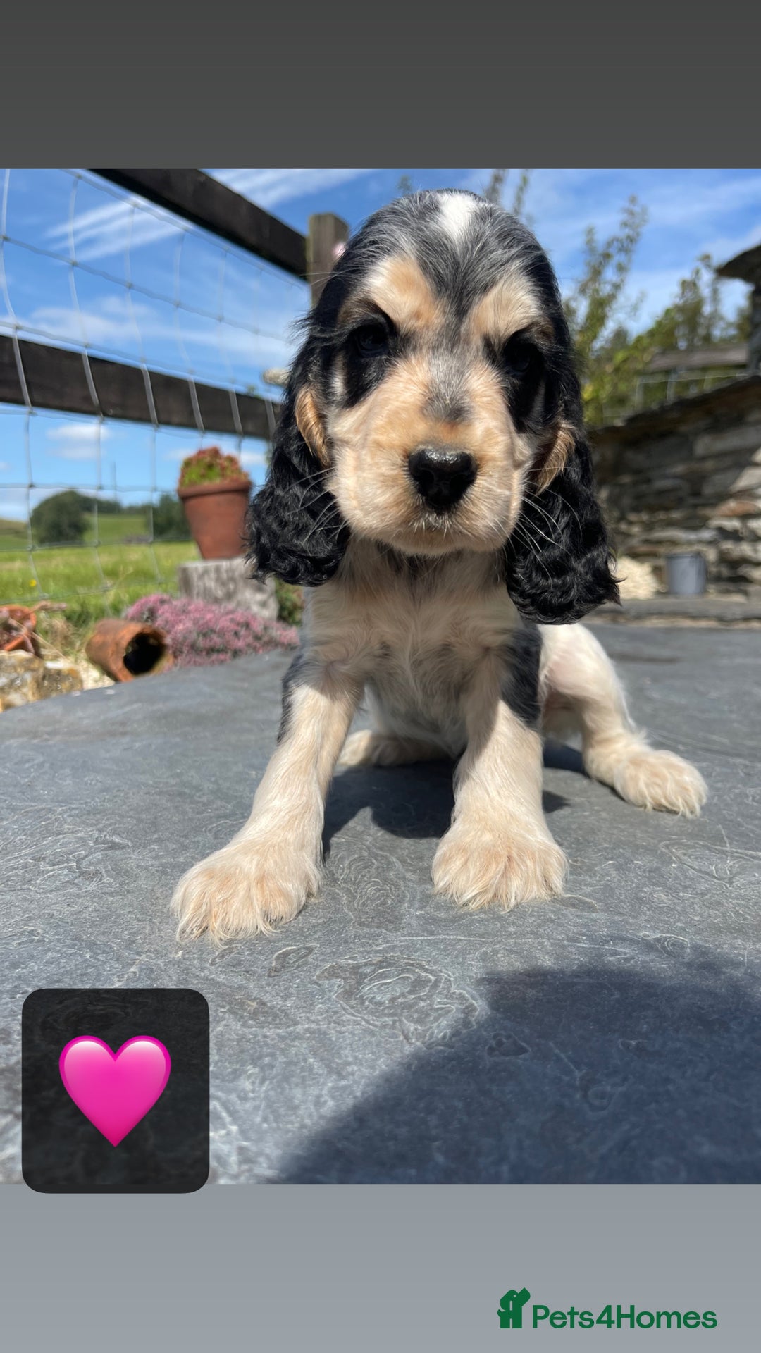 Cocker Spaniel dogs for sale: KC & H/tested Show Cocker Spaniels  - Image 3