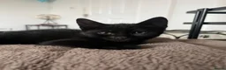 Mixed Breed cats for sale: 2 male & 1 female kitten ready to leave now  - Advert 2