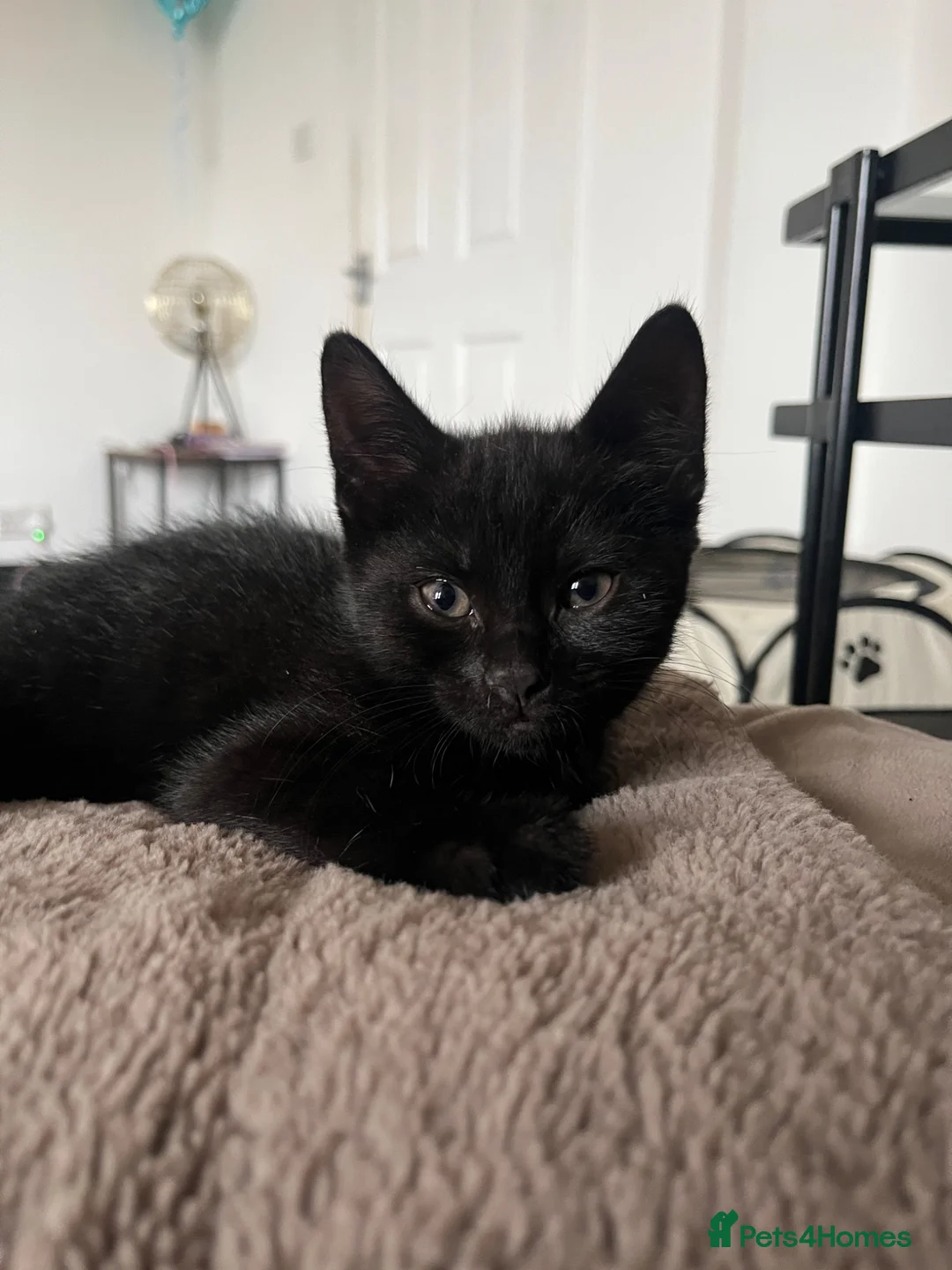 Mixed Breed cats for sale: 2 male & 1 female kitten ready to leave now  - Advert 2