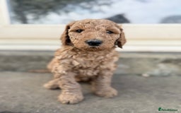 Irish Doodle dogs for sale: 6 beautiful F1b Irish Doodle puppies ❤️🐶 - Image 9