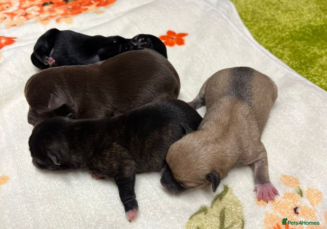 Mixed Breed dogs for sale: Cute Chihuahua Cross Jack Russel Pups. - Advert 3