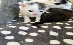 Mixed Breed cats for sale: Gorgeous White/Tabby Kitten   - Image 12