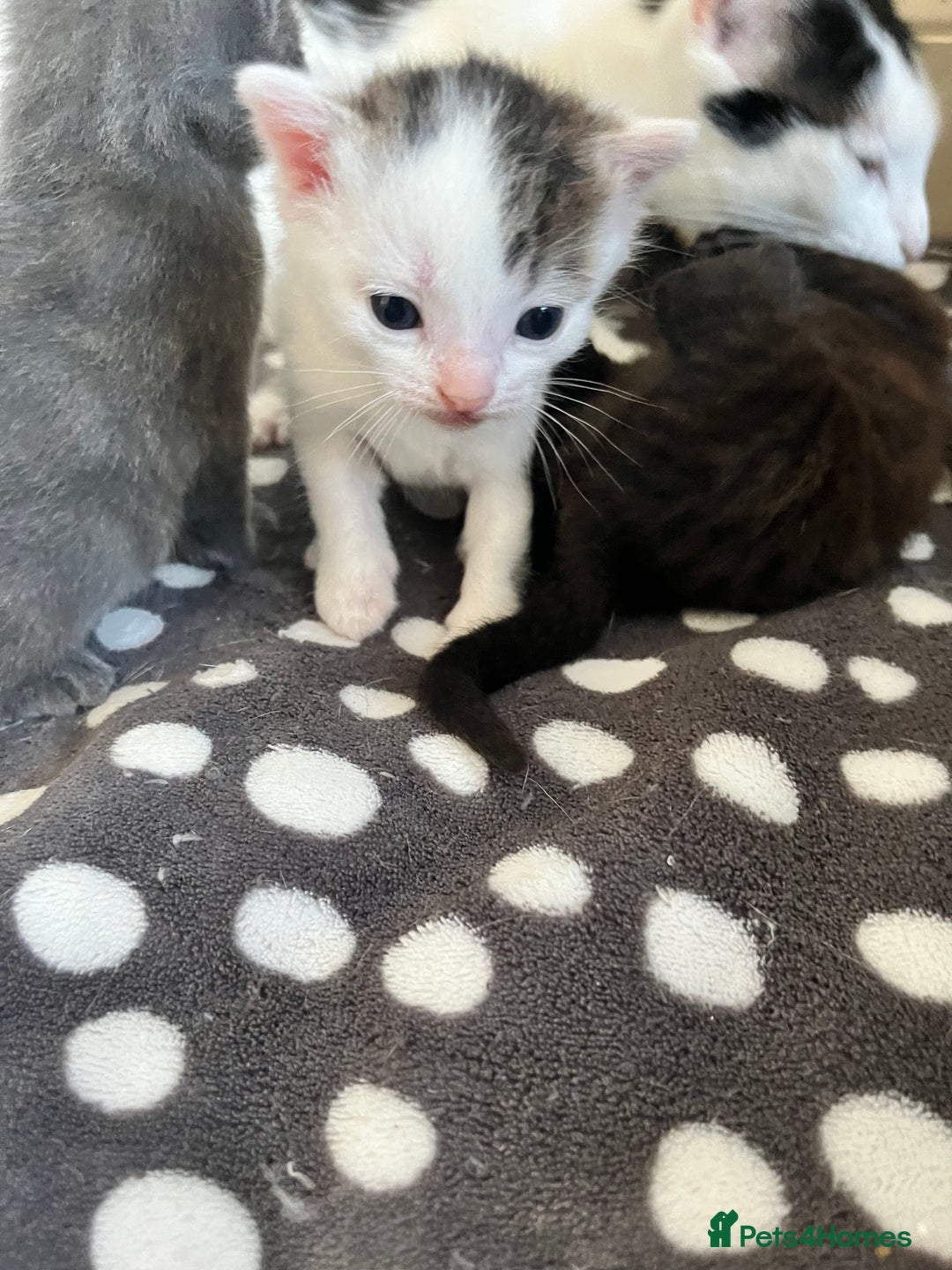 Mixed Breed cats for sale: Gorgeous White/Tabby Kitten   - Image 12