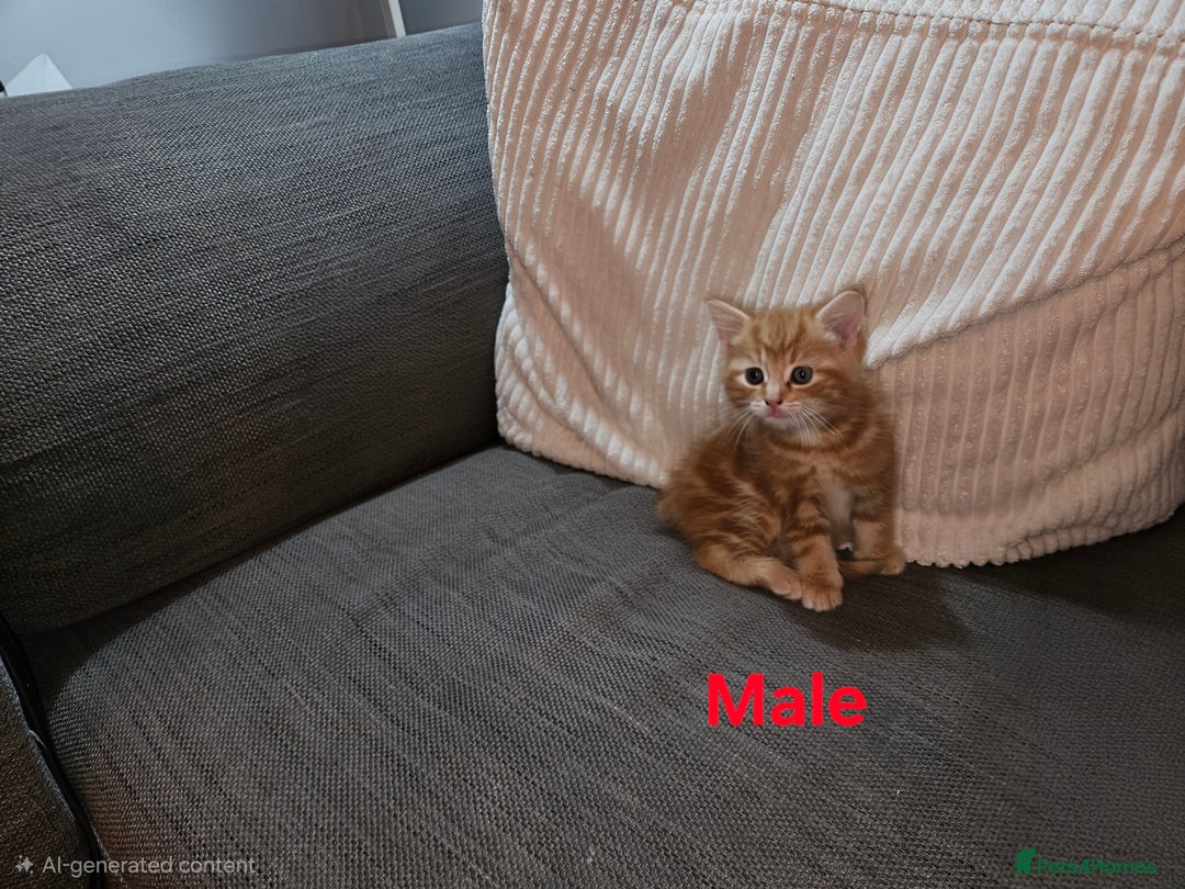 Mixed Breed cats for sale:  1 male, 1 female ginger kittens for sale.   - Advert 9