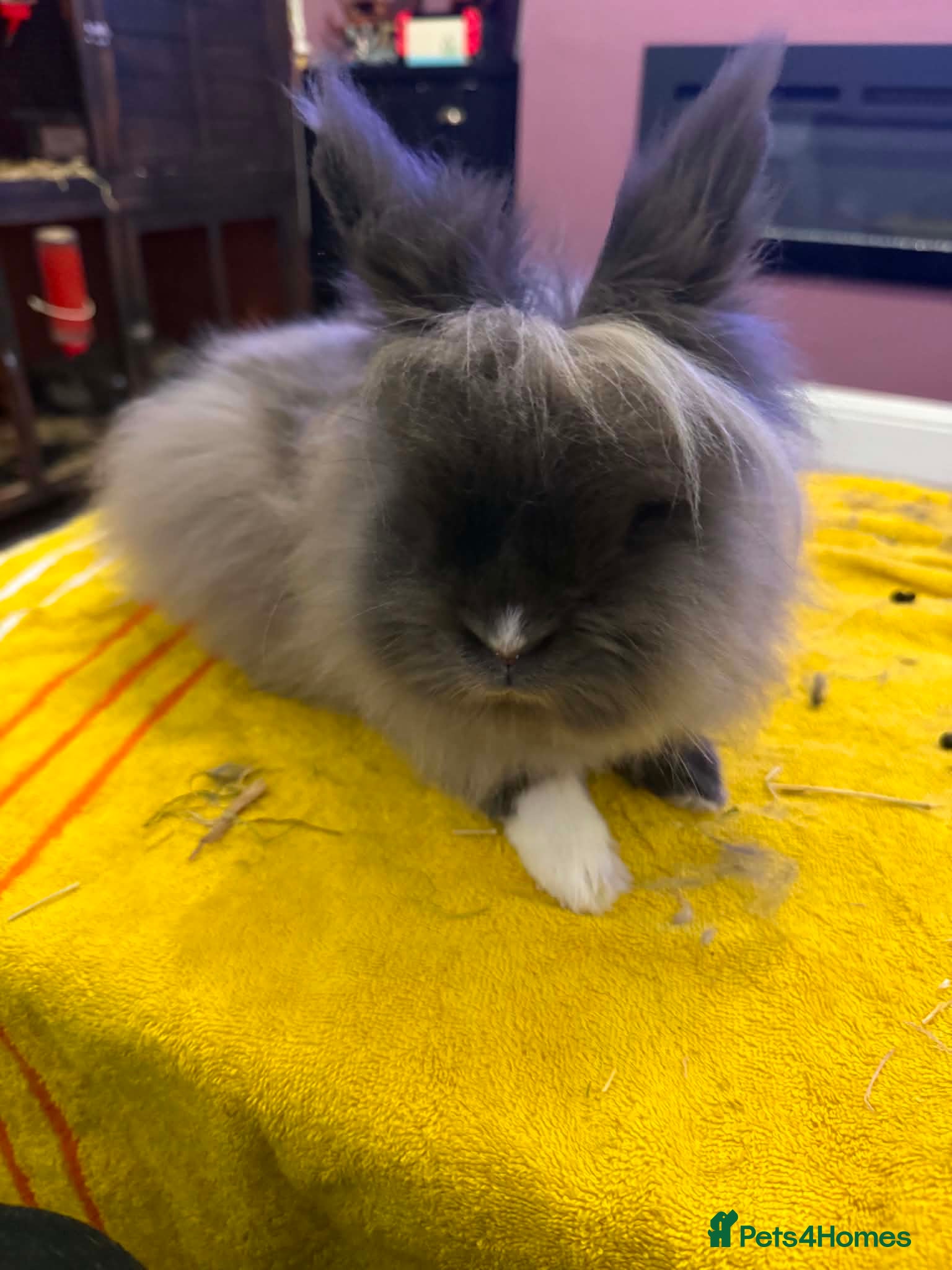 Lionhead rabbits Silver male and black female - Advert 2