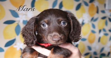 Miniature Dachshund dogs - Advert 2