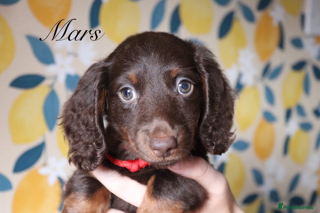 Miniature Dachshund dogs for sale: LAST 3!! Long haired mini dachshunds😍 - Image 3