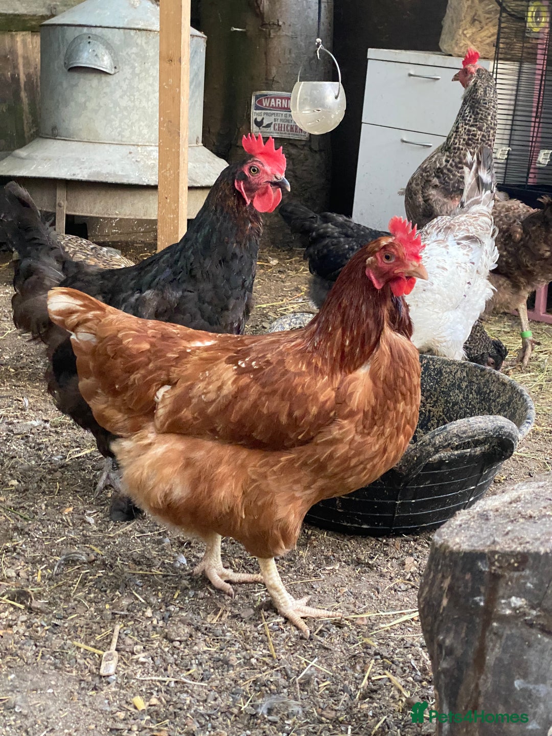 Chickens poultry for sale: 7 HYBRID HENS FOR SALE  - Image 6