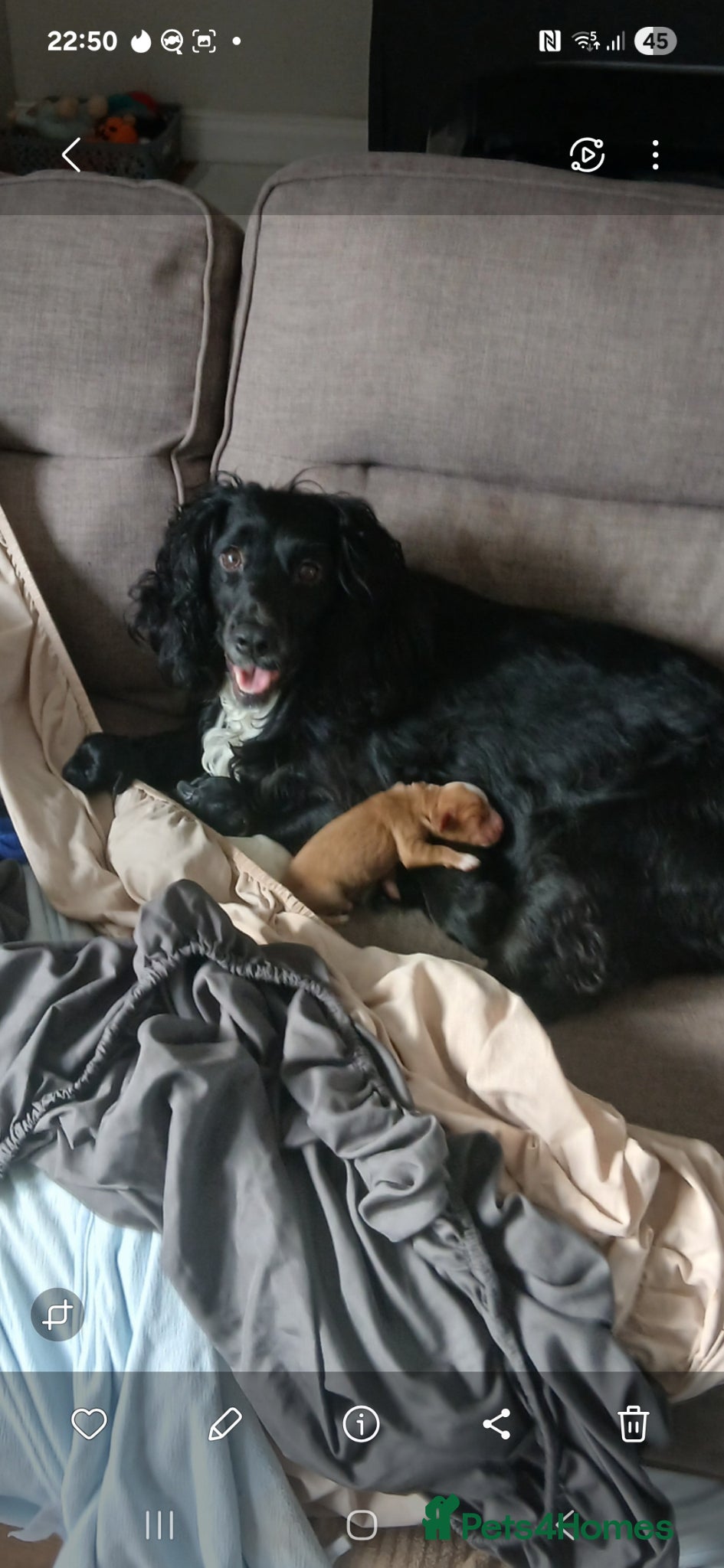 Cocker Spaniel dogs *ready to leave* pedigree Cocker spaniel  - Advert 6