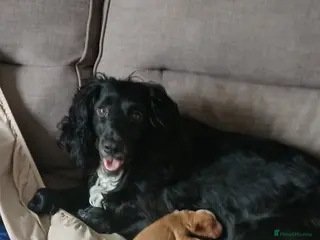 Cocker Spaniel dogs *ready to leave* pedigree Cocker spaniel - Advert 2