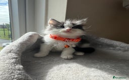 Turkish Angora cats for sale: Turkish Angora/ Ragdoll kittens for SALE !!! - Image 10