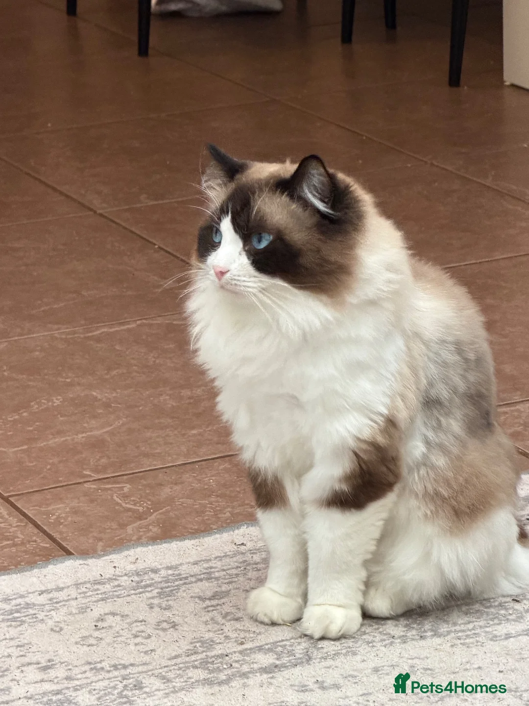 Ragdoll cats for sale: Beautiful 3 year old ragdoll male  - Advert 3