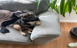 French Bulldog dogs for stud: Stud  - Image 3