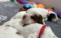 Cocker Spaniel dogs for sale: KC Reg; Home Raised; Low COI; DNA CLEAR; Show Type - Image 33