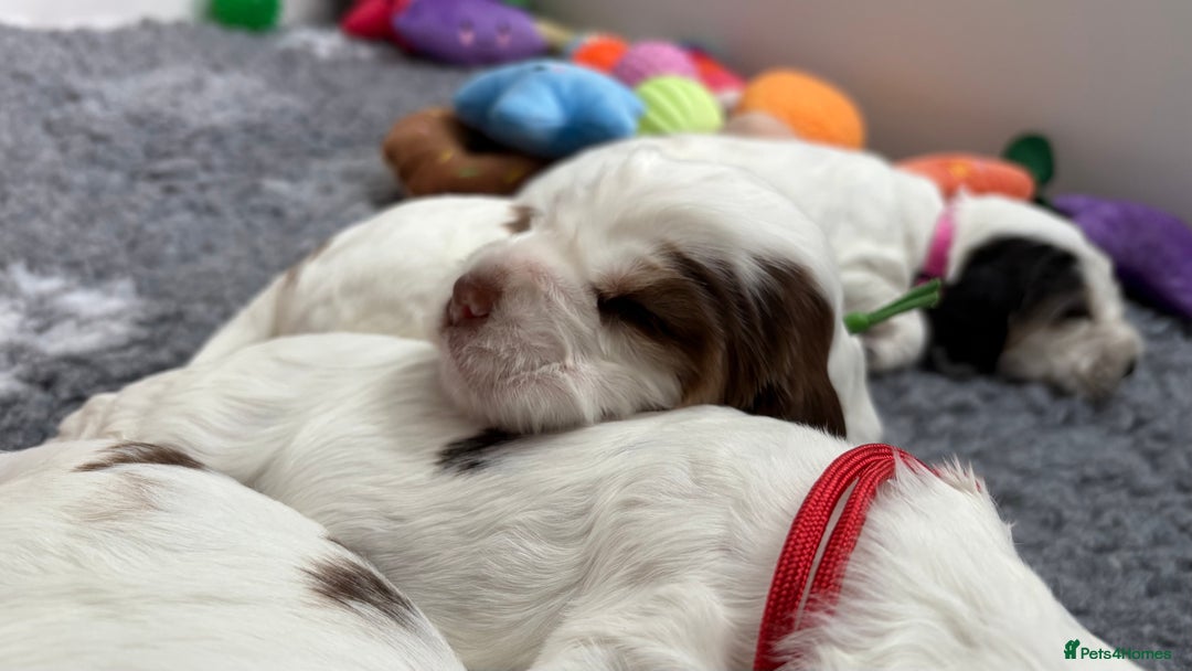 Cocker Spaniel dogs for sale: KC Reg; Home Raised; Low COI; DNA CLEAR; Show Type - Image 33