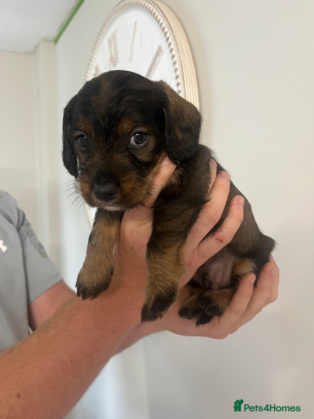Mixed Breed dogs for sale: 8 beautiful dashaund X Jack Russel puppies  - Image 5