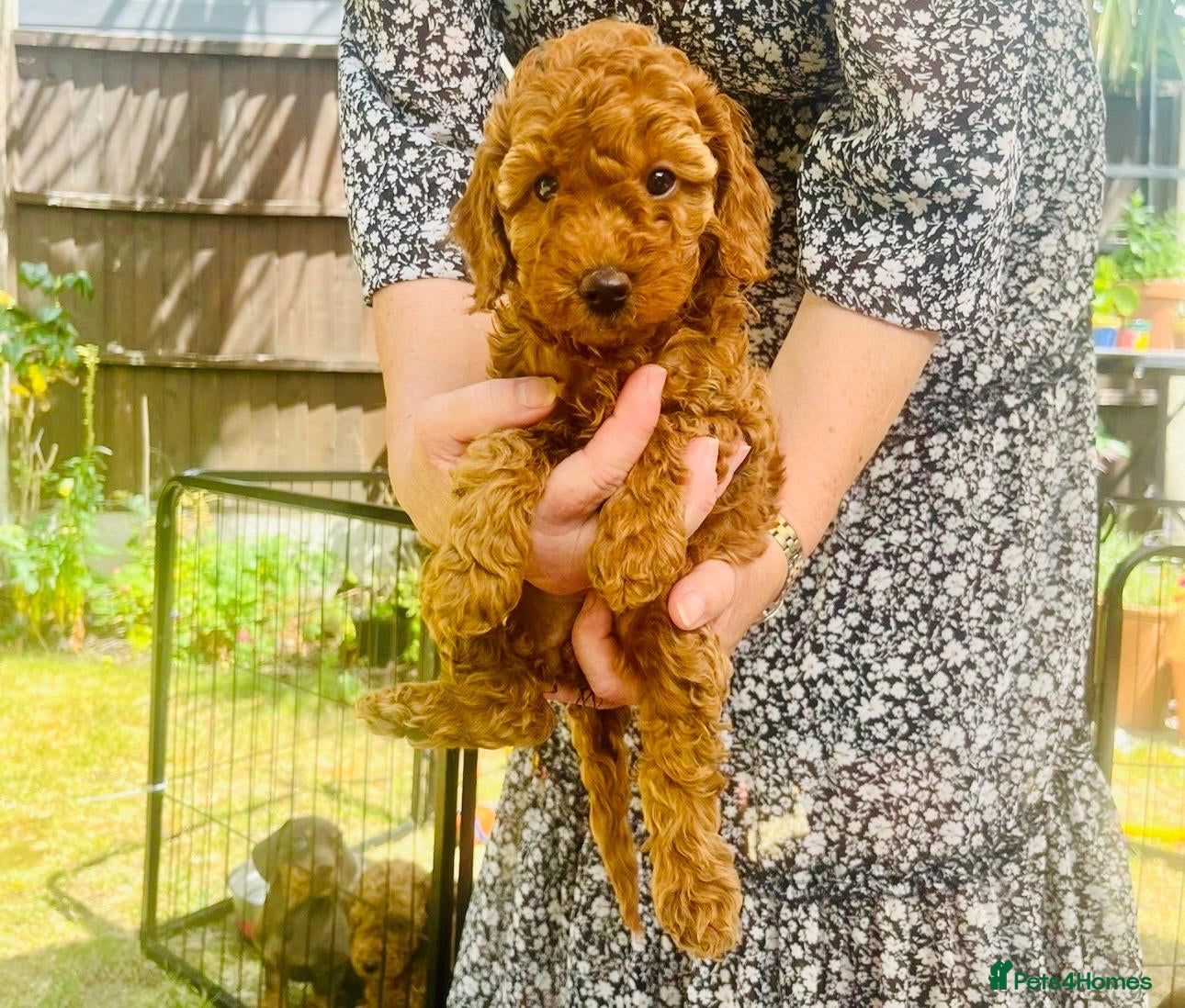 Cockapoo dogs Cockapoo Hypoallergenic F1bb puppies for sale  - Advert 2