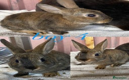 Rex rabbits for sale: lion head x velvet rex babies  - Image 4
