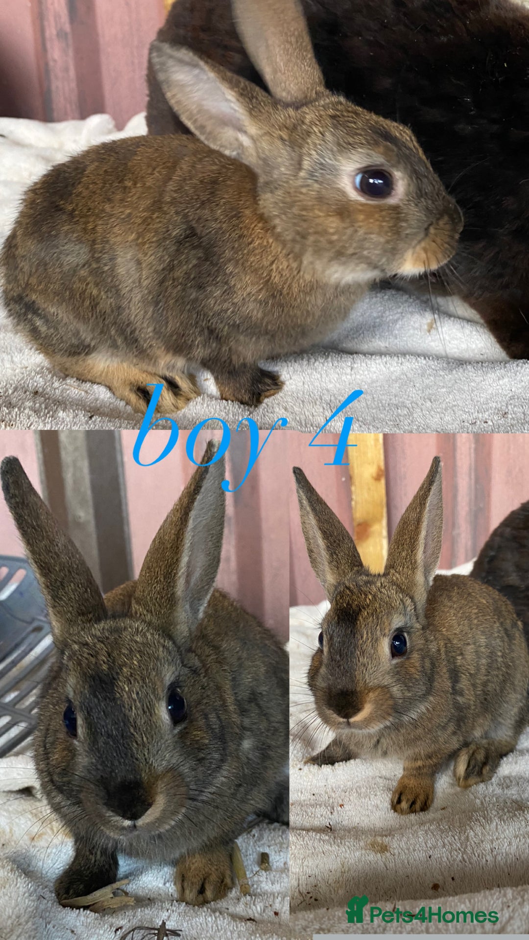 Rex rabbits for sale: lion head x velvet rex babies  - Image 4