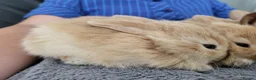 Mini Lop rabbits for sale: Mini Lop Bunnies ready for reserve - Advert 4