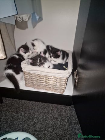 Mixed Breed cats 🐾 Adorable Kittens Looking for Loving Homes 💕 - Advert 3