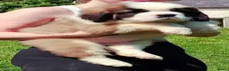 Saint Bernard dogs for sale: Show Quality Saint Bernard's  - Advert 18