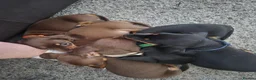Miniature Dachshund dogs for sale: Miniature dashaund for sale  in Telford - Advert 28