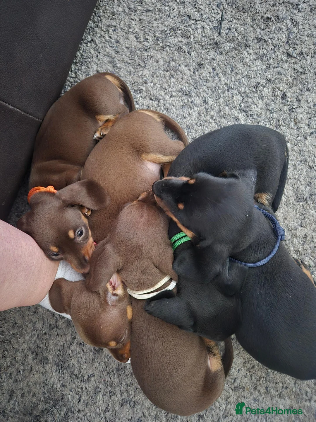 Miniature Dachshund dogs for sale: Miniature dashaund for sale  in Telford - Advert 28