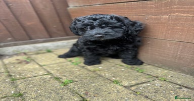 Cockapoo dogs - Advert 3
