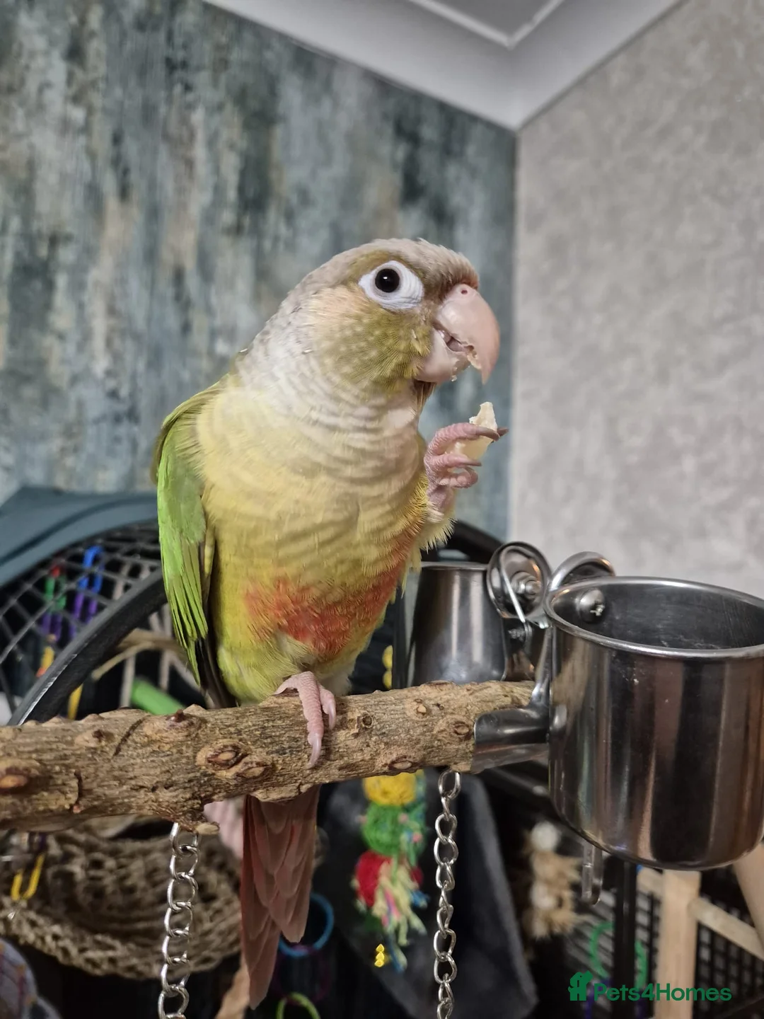 Conures birds for sale: Hand Reared Green Cheek Conure with Full Setup - Advert 3