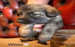 German Shepherd dogs for sale: Long-Haired Straight Back German Shepherd Puppies - Image 36