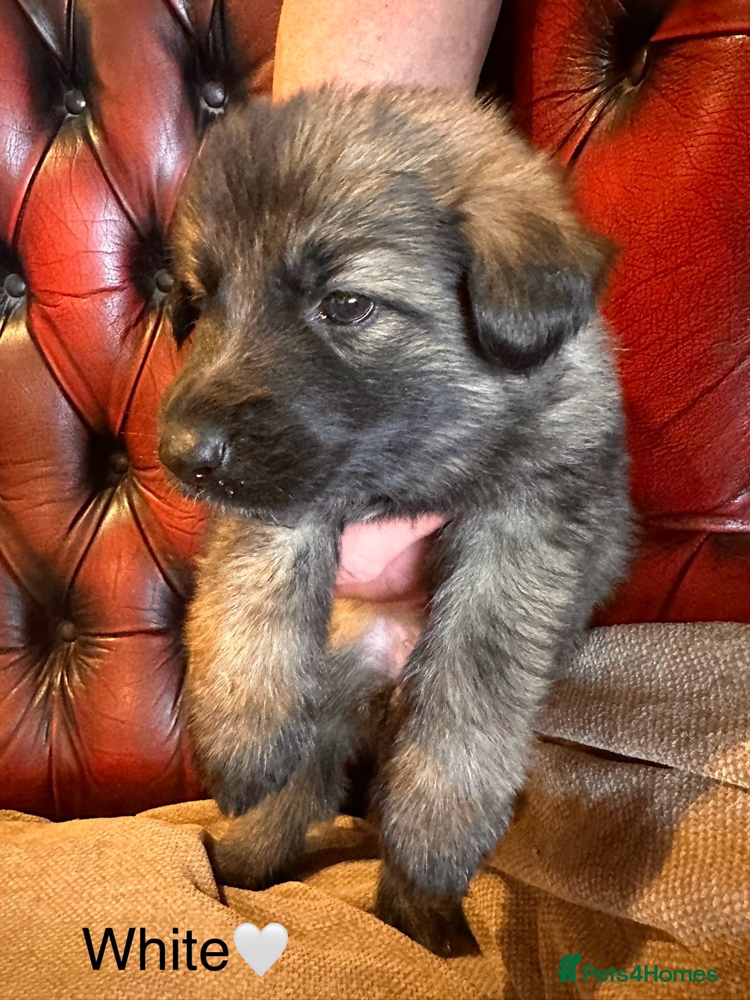 German Shepherd dogs for sale: Long-Haired Straight Back German Shepherd Puppies - Image 36
