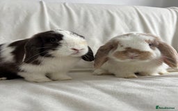 Mini Lop rabbits for sale: 2 Mini Lop Bunnies for £100 - Image 10