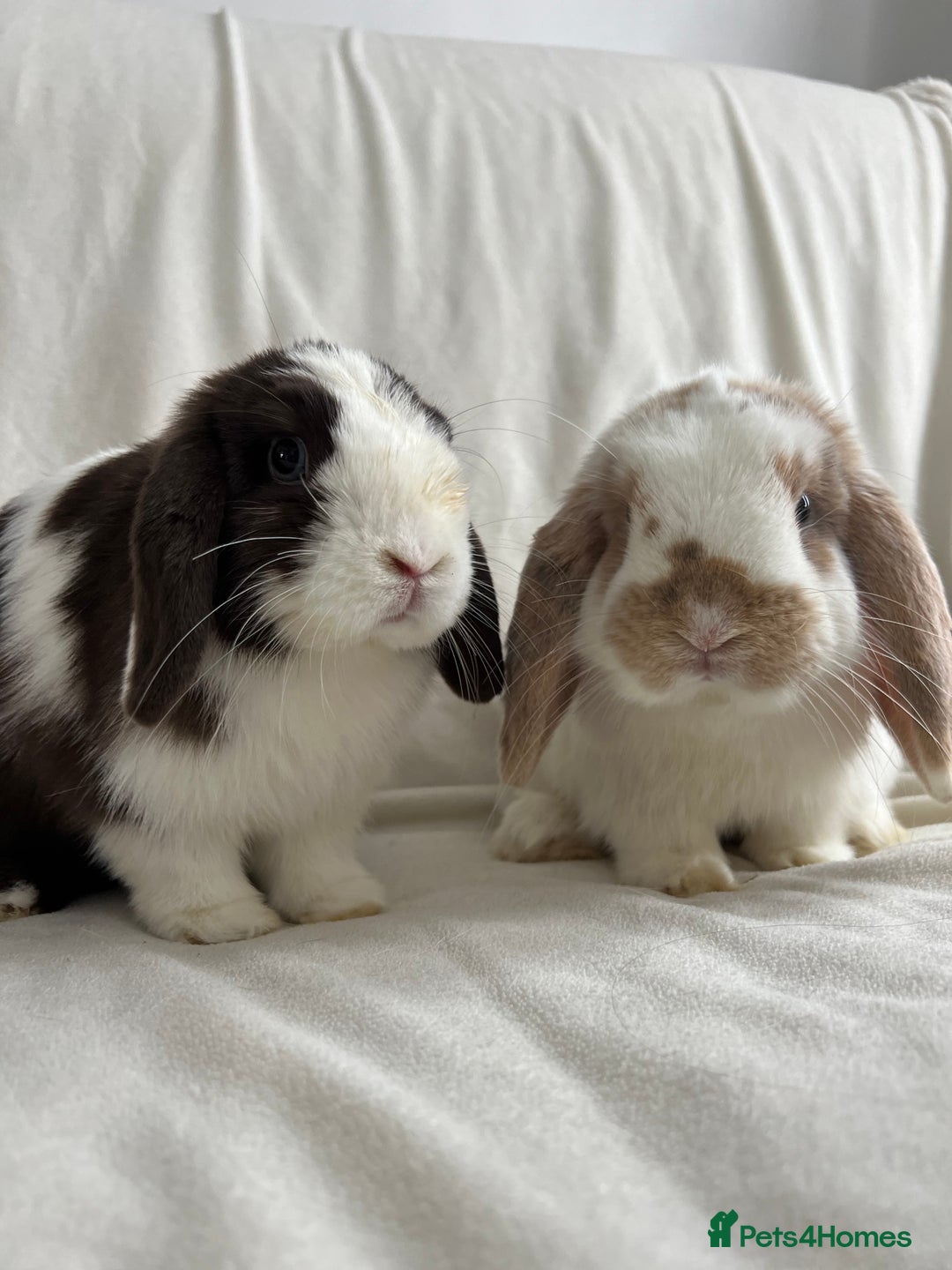Mini Lop rabbits for sale: 2 Mini Lop Bunnies for £100 - Image 10
