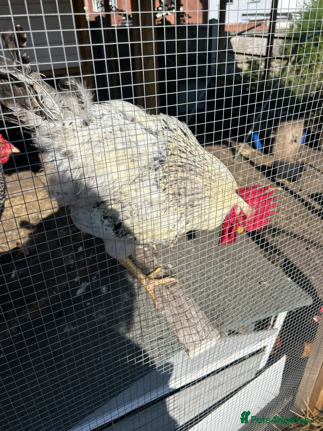 Chickens poultry for sale: Free cockerel - Advert 2