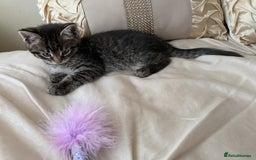 Bengal cats for sale: Purebred Spotted Bengal Kittens Brown Charcoal - Image 27