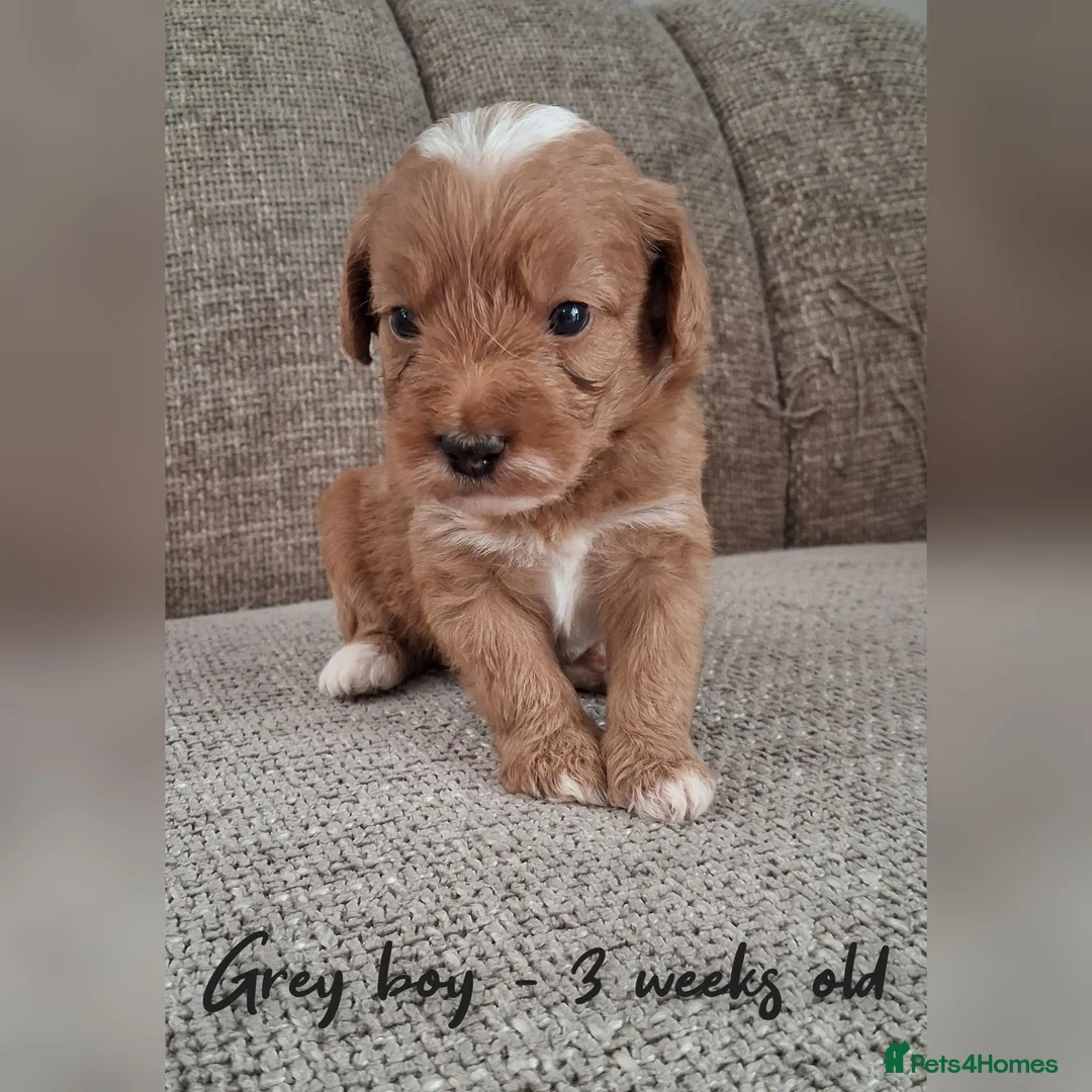 Australian Labradoodle dogs for sale: DNA health tested mini Australian labradoodles  - Advert 11