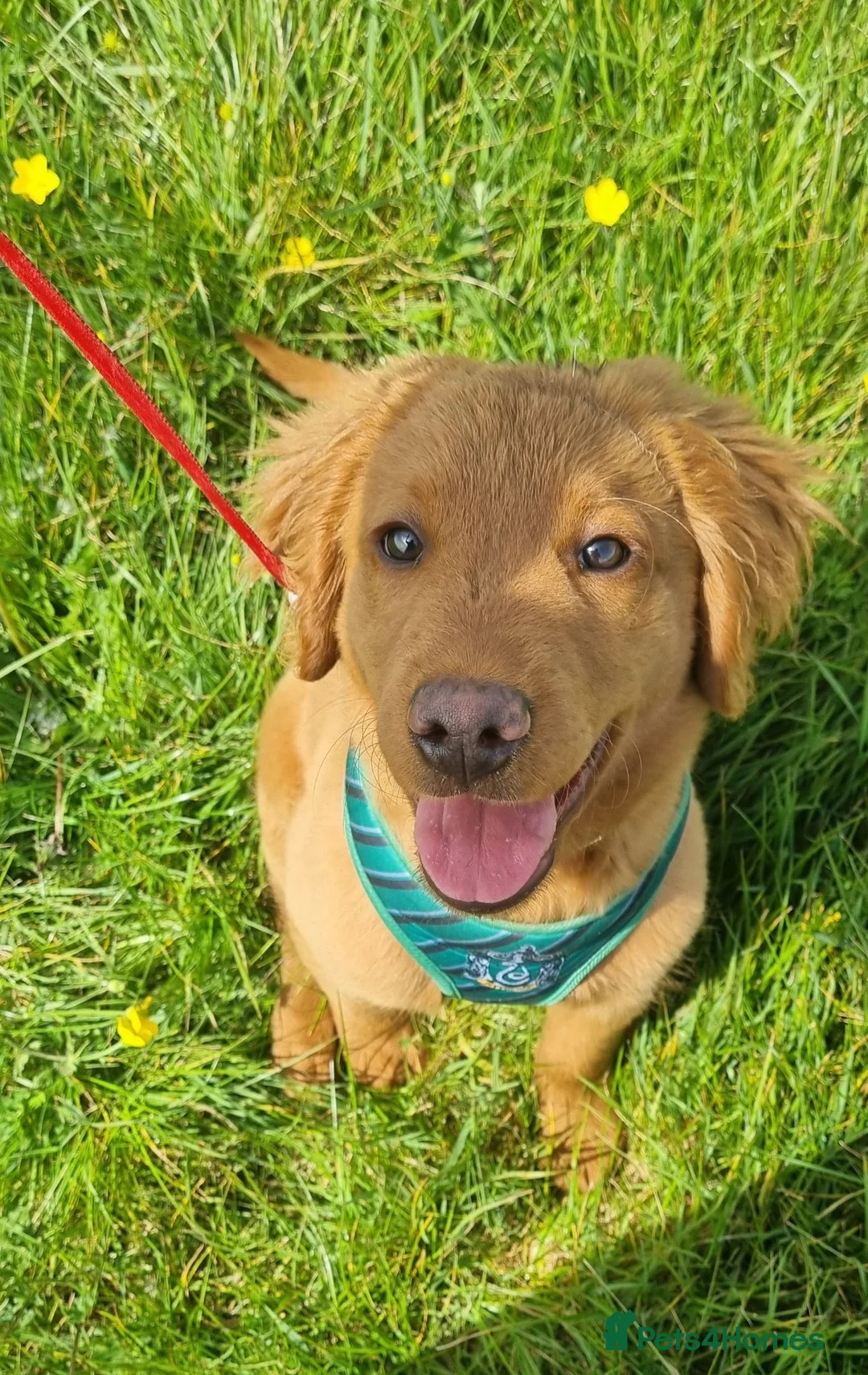 Labrador Retriever dogs for sale: Chester in Lydney - Advert 1