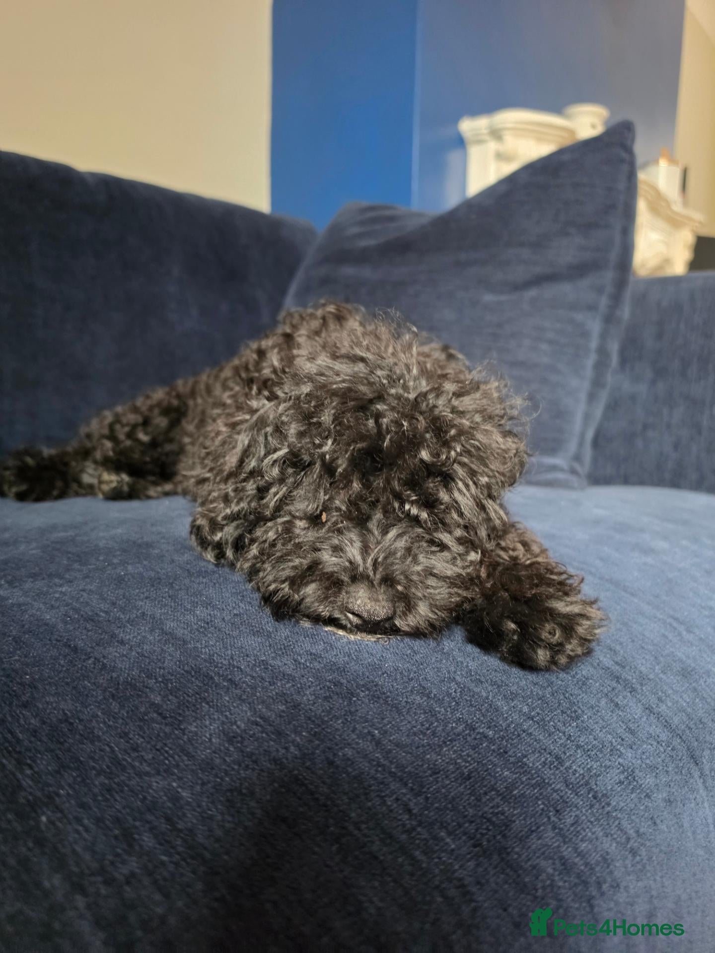 Miniature Poodle dogs Miniature poodle first litter  2 boys available  - Advert 2