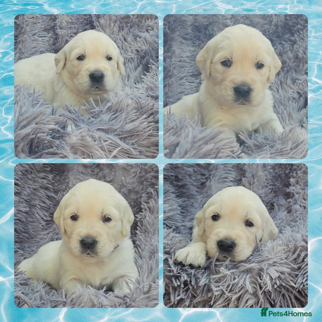 Golden Retriever dogs for sale: 9 KC registered, from imported lines puppies  - Image 37