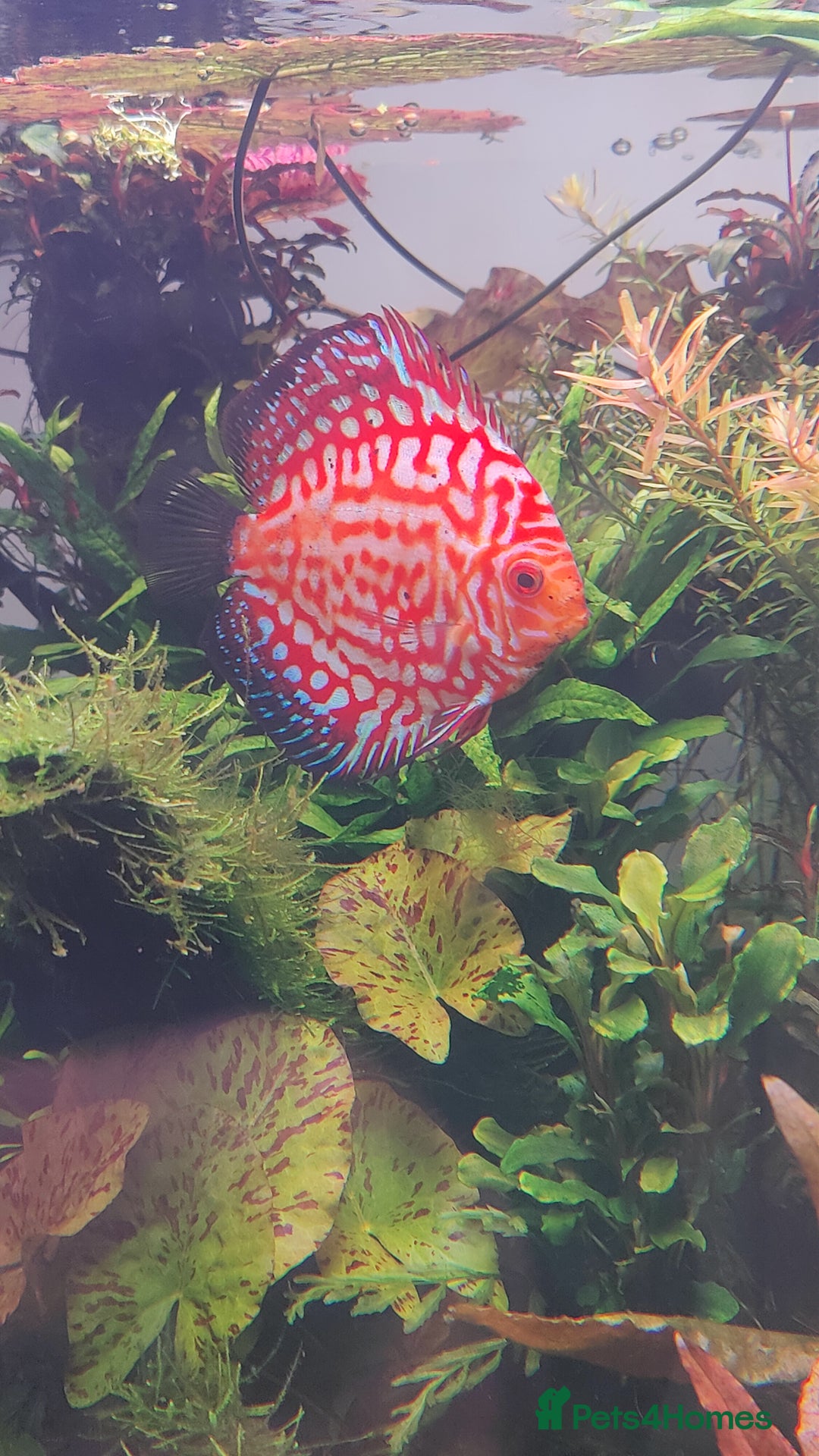 Discus fish for sale: 4 x discus fish for sale  - Image 2