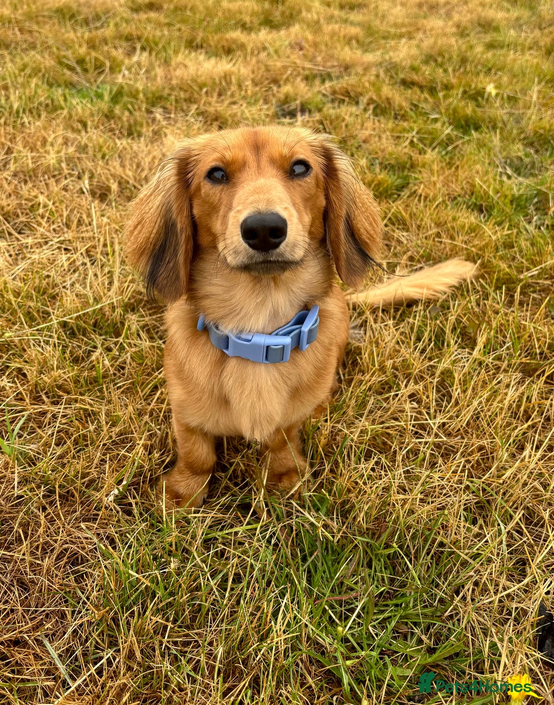 Miniature Dachshund dogs for stud: Shaded cream long haired stud  - Advert 3