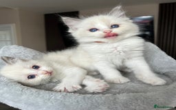 Ragdoll cats for sale: Registered Ragdoll kitttens for sale - Image 32