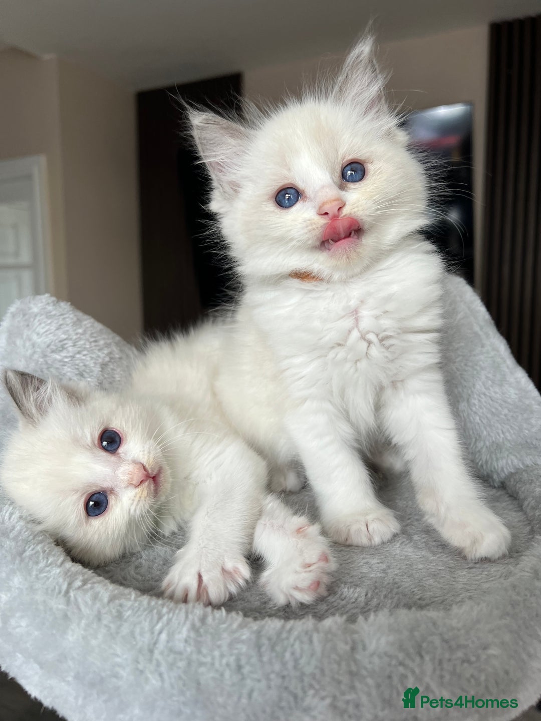 Ragdoll cats for sale: Registered Ragdoll kitttens for sale - Image 32