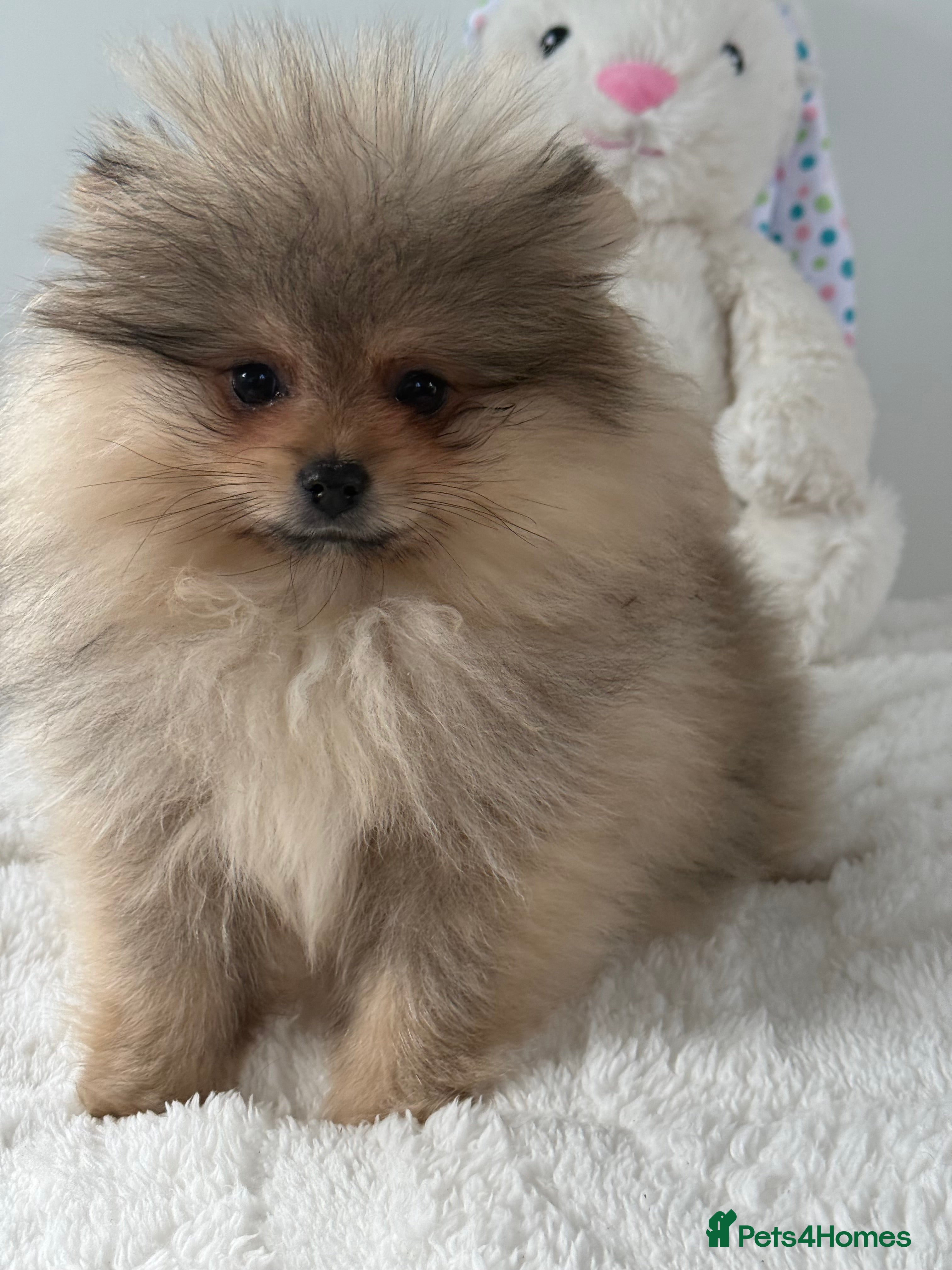 Pomeranian dogs KC Pomeranian Girl - Advert 1