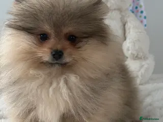 Pomeranian dogs KC Pomeranian Girl - Advert 16