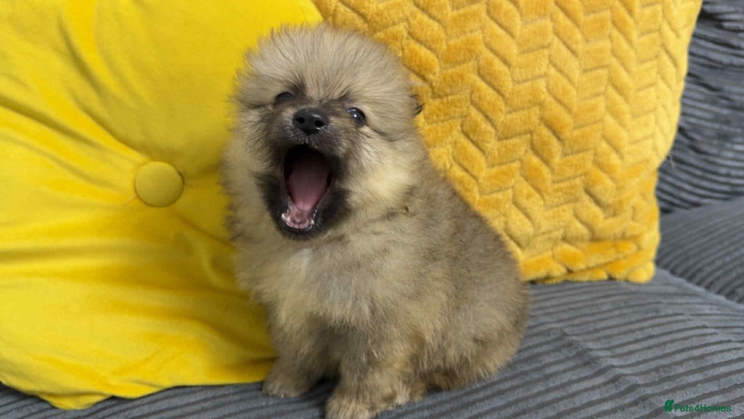 Pomeranian dogs for sale: ✨ Fluffy Pomeranian Puppies – Ready in October! - Image 7